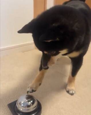 『ベル鳴らして』と犬にお願いしてみた結果…自分の足の長さを把握していない『尊すぎる行動』に1万いいね「一生懸命で可愛い」「空振りあんよ」