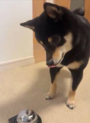 『ベル鳴らして』と犬にお願いしてみた結果…自分の足の長さを把握していない『尊すぎる行動』に1万いいね「一生懸命で可愛い」「空振りあんよ」