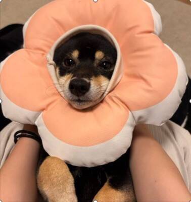 『ベル鳴らして』と犬にお願いしてみた結果…自分の足の長さを把握していない『尊すぎる行動』に1万いいね「一生懸命で可愛い」「空振りあんよ」