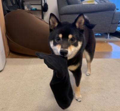 『ベル鳴らして』と犬にお願いしてみた結果…自分の足の長さを把握していない『尊すぎる行動』に1万いいね「一生懸命で可愛い」「空振りあんよ」