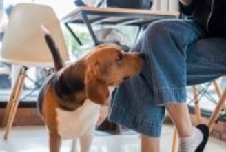 犬が『人のニオイを嗅ぐ』心理５選　熱心にチェックしてくるときの対処法までご紹介