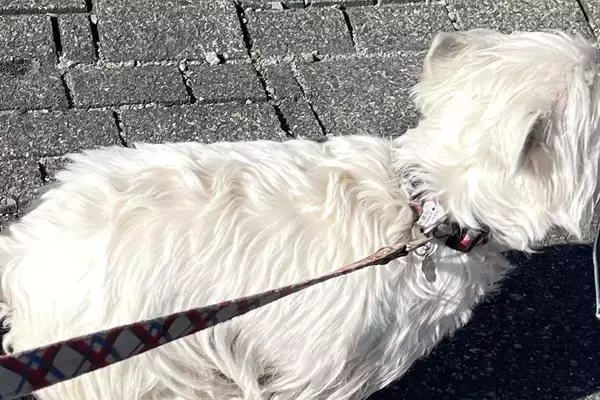 『草むらで拾った落とし物』を持って歩く犬→気に入ってしまった『まさかの物』が可愛すぎると14万表示「初心者なんだよねｗ」