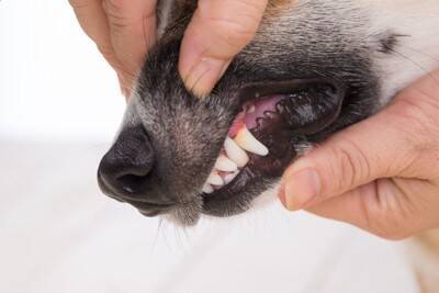 犬が急に『食欲がなくなる』3つの原因　病気の可能性や受診のタイミングまで解説