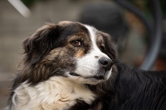 『犬を怖がらせてしまう人』の特徴3つ　ワンコに威圧感を与える見た目や態度とは？
