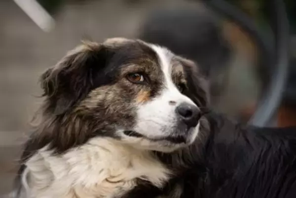 『犬を怖がらせてしまう人』の特徴3つ　ワンコに威圧感を与える見た目や態度とは？