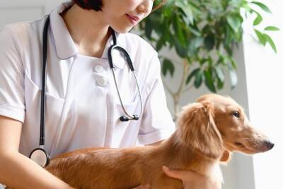 犬が『突然吠えなくなる』5つの理由　急におとなしくなったときに考えられる原因とは？