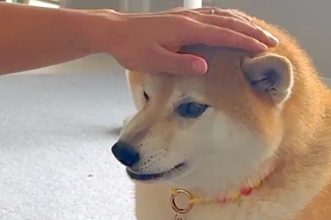 『パパの仕事がお休みの日』と勘違いしている犬→『今日はお休みじゃないよ』と伝えた瞬間…まさかの『ブチギレ顔』が54万再生「感情豊かで尊い」