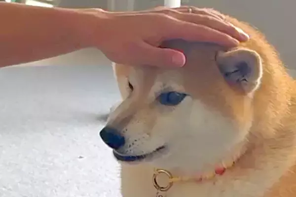 『パパの仕事がお休みの日』と勘違いしている犬→『今日はお休みじゃないよ』と伝えた瞬間…まさかの『ブチギレ顔』が54万再生「感情豊かで尊い」