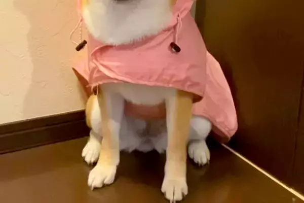突然の大雨で『散歩が中止になった犬』→準備万端で落ち込んでしまい…哀愁漂う『切ない表情』に「感情豊かすぎる」「しょんぼり顔がｗ」の声