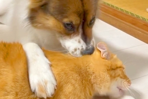 犬が『猫の頭をカミカミした』結果→気付いた他のワンコが『ドン引き』して…まさかの『四度見』が153万再生「声出して笑った」「コントで草」