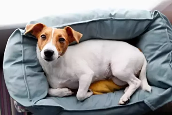 犬がリラックスしている時にする4つのサイン 状況別でわかる愛犬の 
