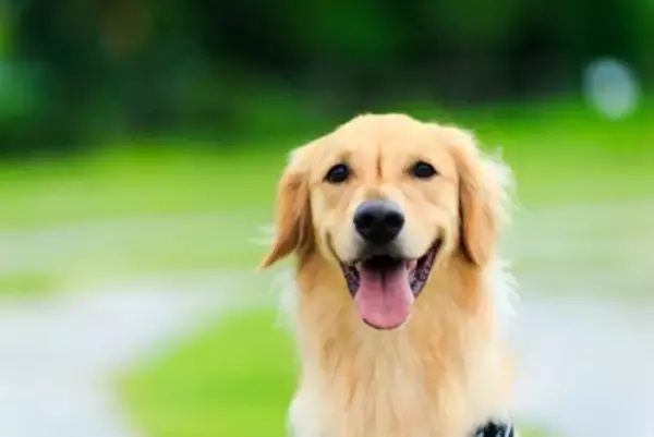 『心が優しい犬』がする行動４選　よく見せる仕草や温厚なワンコの特徴とは？