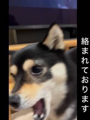 普段はおとなしい犬が、突然絡みだしてきて…次の瞬間→まるで昭和のヤンキー？想定外な行動が22万再生「むしろ絡まれたい」「何度も見ちゃう」