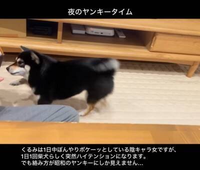 普段はおとなしい犬が、突然絡みだしてきて…次の瞬間→まるで昭和のヤンキー？想定外な行動が22万再生「むしろ絡まれたい」「何度も見ちゃう」