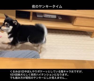 普段はおとなしい犬が、突然絡みだしてきて…次の瞬間→まるで昭和のヤンキー？想定外な行動が22万再生「むしろ絡まれたい」「何度も見ちゃう」