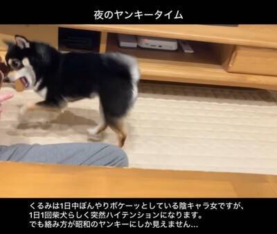普段はおとなしい犬が、突然絡みだしてきて…次の瞬間→まるで昭和のヤンキー？想定外な行動が22万再生「むしろ絡まれたい」「何度も見ちゃう」