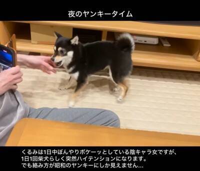 普段はおとなしい犬が、突然絡みだしてきて…次の瞬間→まるで昭和のヤンキー？想定外な行動が22万再生「むしろ絡まれたい」「何度も見ちゃう」