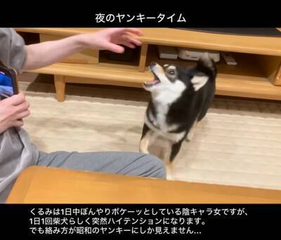 普段はおとなしい犬が、突然絡みだしてきて…次の瞬間→まるで昭和のヤンキー？想定外な行動が22万再生「むしろ絡まれたい」「何度も見ちゃう」