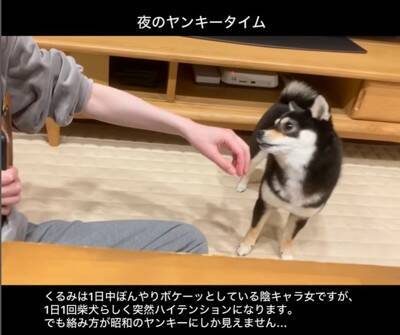 普段はおとなしい犬が、突然絡みだしてきて…次の瞬間→まるで昭和のヤンキー？想定外な行動が22万再生「むしろ絡まれたい」「何度も見ちゃう」