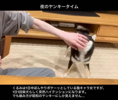 普段はおとなしい犬が、突然絡みだしてきて…次の瞬間→まるで昭和のヤンキー？想定外な行動が22万再生「むしろ絡まれたい」「何度も見ちゃう」