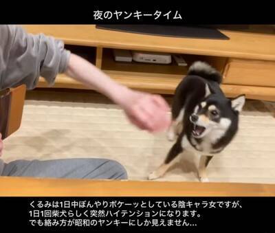 普段はおとなしい犬が、突然絡みだしてきて…次の瞬間→まるで昭和のヤンキー？想定外な行動が22万再生「むしろ絡まれたい」「何度も見ちゃう」