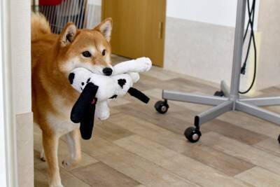 犬を怒らせる『飼い主の行動』5つ　意外とやりがちなタブー行為や激怒させないための対策まで