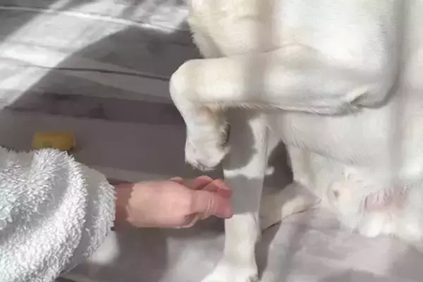 『お手のやり方』をいまだにわかっていない3歳の大型犬→あまりにも可愛い光景が13万表示「面倒くさがってて最高ｗ」「きっとわざとｗｗ」