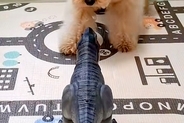 間違えて『子供部屋』に入った犬→恐竜のおもちゃが作動して…ビビりすぎて見せた『リアクション』が26万再生「ドタバタで草」「焦りがｗｗ」