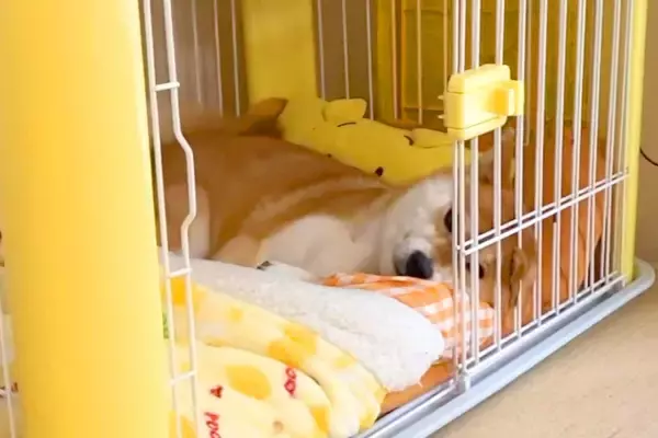 散歩で疲れ果て寝ている犬→父が『ホットサンド』を焼いていたら…まさかの『愛おしい反応』に「早っｗ」「ちょうだいアピール可愛い」の声
