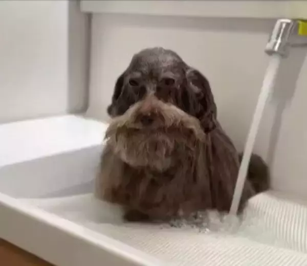 普段はフワフワの犬をシャンプーした結果…想像とは違う『長老感が溢れすぎている姿』に6万いいね「新種の生き物？ｗ」「神様みたい」と反響