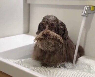 普段はフワフワの犬をシャンプーした結果…想像とは違う『長老感が溢れすぎている姿』に6万いいね「新種の生き物？ｗ」「神様みたい」と反響