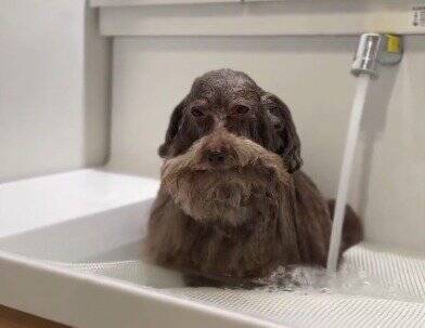 普段はフワフワの犬をシャンプーした結果…想像とは違う『長老感が溢れすぎている姿』に6万いいね「新種の生き物？ｗ」「神様みたい」と反響