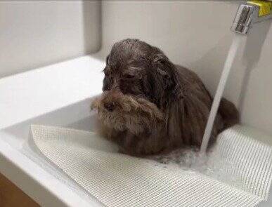 普段はフワフワの犬をシャンプーした結果…想像とは違う『長老感が溢れすぎている姿』に6万いいね「新種の生き物？ｗ」「神様みたい」と反響