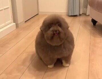 普段はフワフワの犬をシャンプーした結果…想像とは違う『長老感が溢れすぎている姿』に6万いいね「新種の生き物？ｗ」「神様みたい」と反響