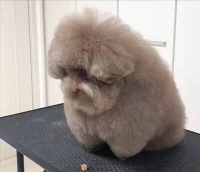 普段はフワフワの犬をシャンプーした結果…想像とは違う『長老感が溢れすぎている姿』に6万いいね「新種の生き物？ｗ」「神様みたい」と反響