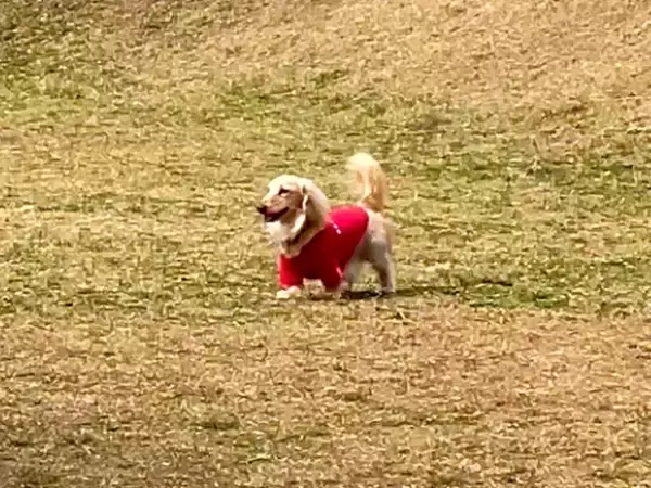 ドッグランでママとはぐれた犬→人の顔を見ながら探して…発見した瞬間の『愛にあふれたリアクション』が45万再生「めちゃ可愛い」「たまらん」
