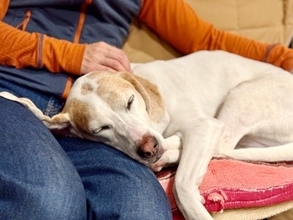 犬が『体調不良』のときにみせる仕草や行動7選　見逃したくない愛犬からのサインや緊急性が高い症状まで