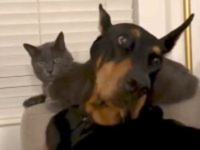 猫に怒られてしまった大型犬→ソファでくつろごうとしたら…見た目とは裏腹な『気まずい光景』が60万再生「首の角度ｗｗ」「固まってて草」