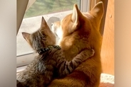窓辺で日向ぼっこする犬と子猫→後ろ姿を見ていたら…尊すぎる『2匹の光景』が13万再生「抱きついていくの可愛すぎ…」「ずっと見てたい」