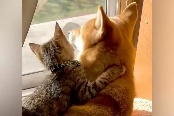 窓辺で日向ぼっこする犬と子猫→後ろ姿を見ていたら…尊すぎる『2匹の光景』が13万再生「抱きついていくの可愛すぎ…」「ずっと見てたい」