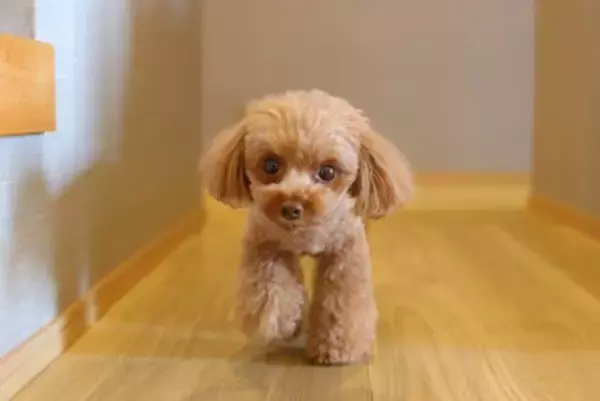 愛犬がみせる『健気な行動』6つ　飼い主のために一生懸命なワンコの心理まで解説