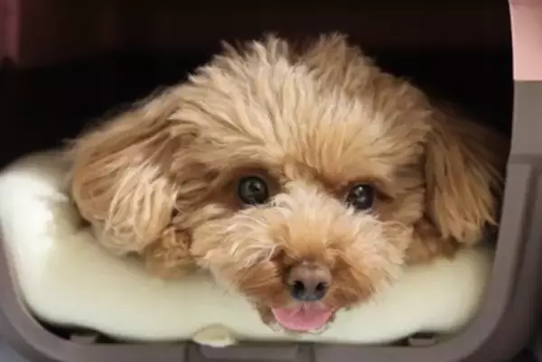 犬が『好む場所』6選　愛犬と暮らす環境に満足させるポイントや注意点まで解説