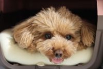 犬が『好む場所』6選　愛犬と暮らす環境に満足させるポイントや注意点まで解説