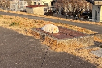 散歩中、完全に拗ねてしまった犬→まさかの『冤罪』と『理不尽な主張』が286万表示「演技派すぎるｗ」「クッション落ちてるのかと思った」の声