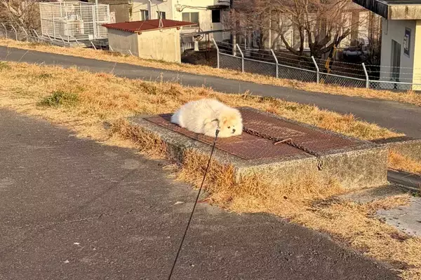 散歩中、完全に拗ねてしまった犬→まさかの『冤罪』と『理不尽な主張』が286万表示「演技派すぎるｗ」「クッション落ちてるのかと思った」の声