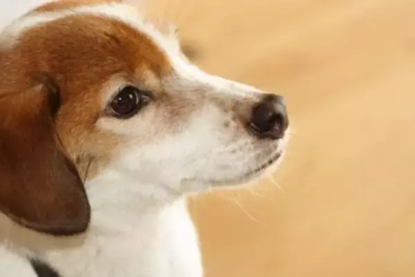 犬が『我慢』しているサイン５選　ストレスを溜めさせないための改善策とは？