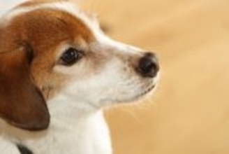 犬が『我慢』しているサイン５選　ストレスを溜めさせないための改善策とは？