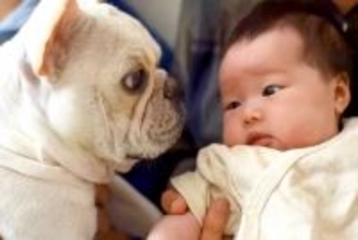 『ある日、突然やってきた赤ちゃん』に戸惑う犬→なかなか受け入れられず…相棒へと変わった『現在までの記録』が236万再生「涙腺崩壊した…」