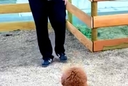 『本当にトイプードル？』独特なカットをする犬→もはや別の生物に見えてしまう『後ろ姿』に絶賛の声「触りたすぎる」「芸術的にカワイイ」