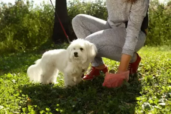 犬のウンチ『NG処理方法』５選　飼い主がやりがちなタブー行為や適切な対応まで解説